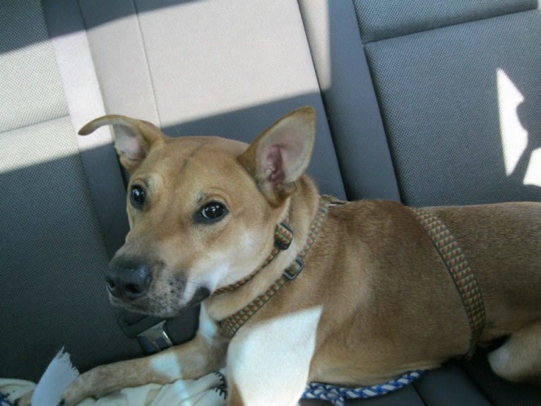 Rocco, an Australian Cattle Dog and American Pit Bull Terrier mix tested with EmbarkVet.com