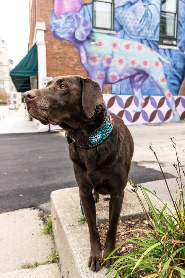 TILDEN'S THEIA, a Labrador Retriever and German Shorthaired Pointer mix tested with EmbarkVet.com