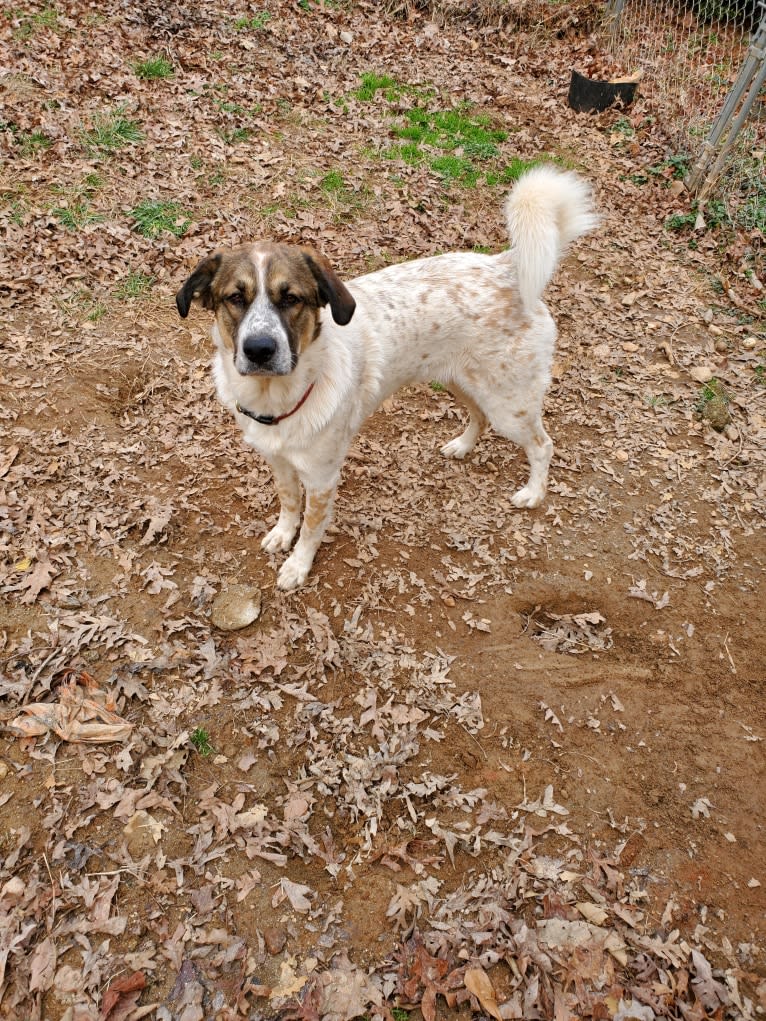 Daisy, a Great Pyrenees and Boxer mix tested with EmbarkVet.com