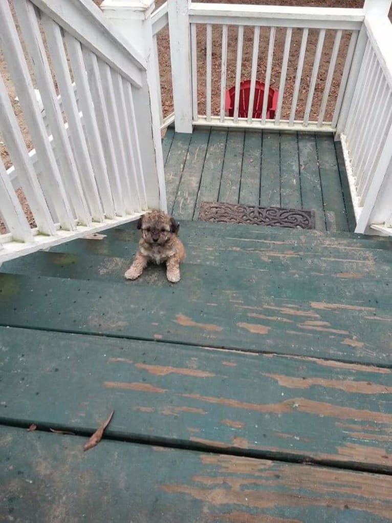 Opee, a Poodle (Small) and Chihuahua mix tested with EmbarkVet.com