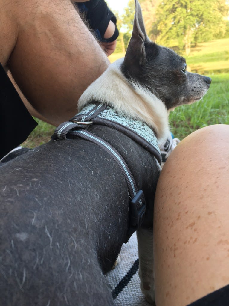 Yapa Roo, a Chihuahua and Rat Terrier mix tested with EmbarkVet.com