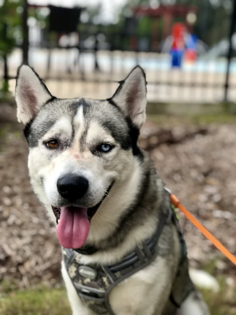 Bastion, a Siberian Husky and Alaskan Malamute mix tested with EmbarkVet.com