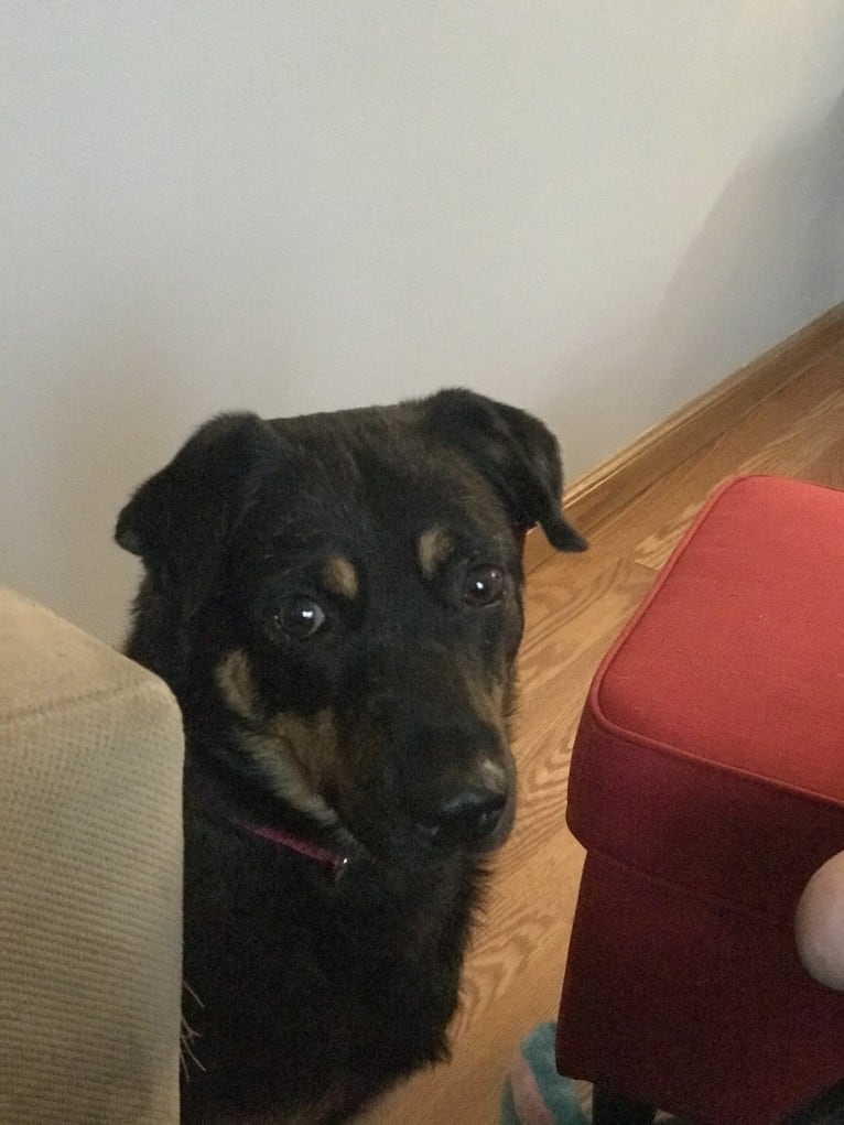 Rayson, an Australian Cattle Dog and Labrador Retriever mix tested with EmbarkVet.com