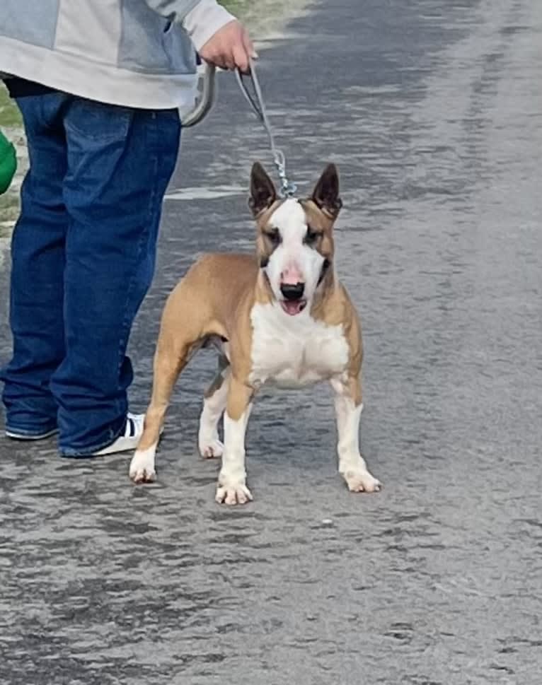 Julius Caesar, a Bull Terrier tested with EmbarkVet.com