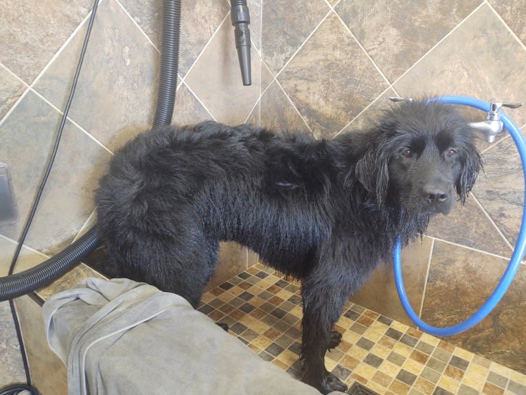 Molly, a Newfoundland tested with EmbarkVet.com