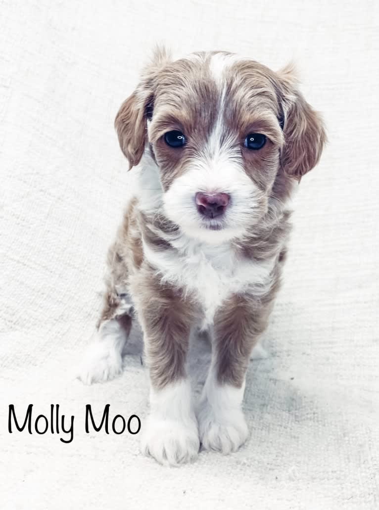 Molly Moo, a Goldendoodle tested with EmbarkVet.com