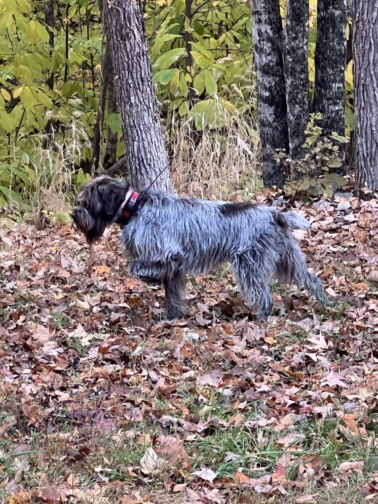 Max, a Wirehaired Pointing Griffon tested with EmbarkVet.com