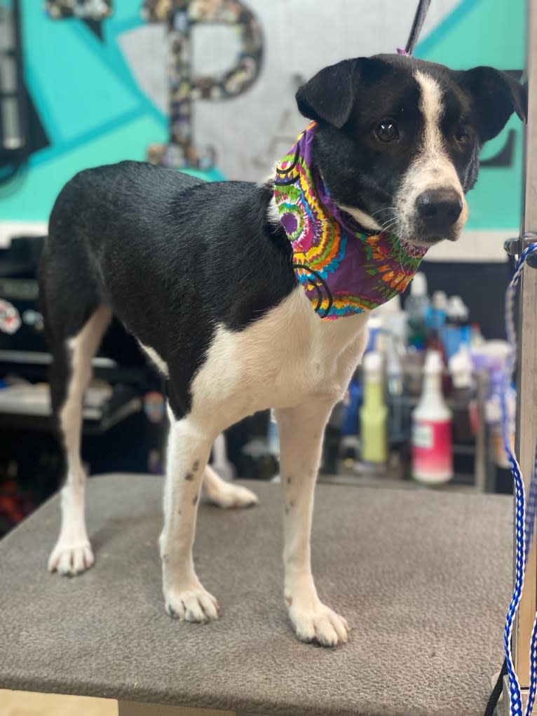 Grace, a West Asian Village Dog tested with EmbarkVet.com
