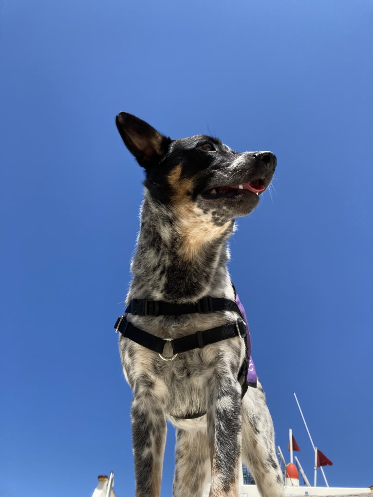 Lily, an Australian Cattle Dog and Border Collie mix tested with EmbarkVet.com