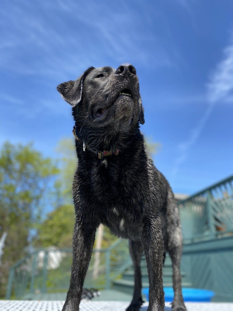 Ula, a Labrador Retriever and Saint Bernard mix tested with EmbarkVet.com