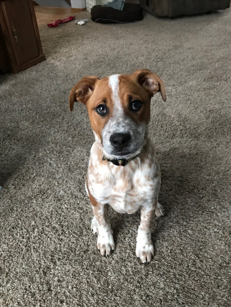 Ruby Mae, an American Pit Bull Terrier and Australian Cattle Dog mix tested with EmbarkVet.com