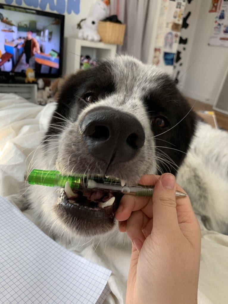 Frankie Ocean, a Great Pyrenees and Maremma Sheepdog mix tested with EmbarkVet.com