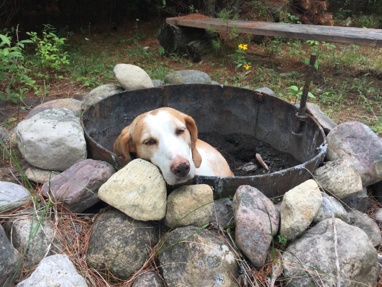 Lizzie, an American Foxhound tested with EmbarkVet.com