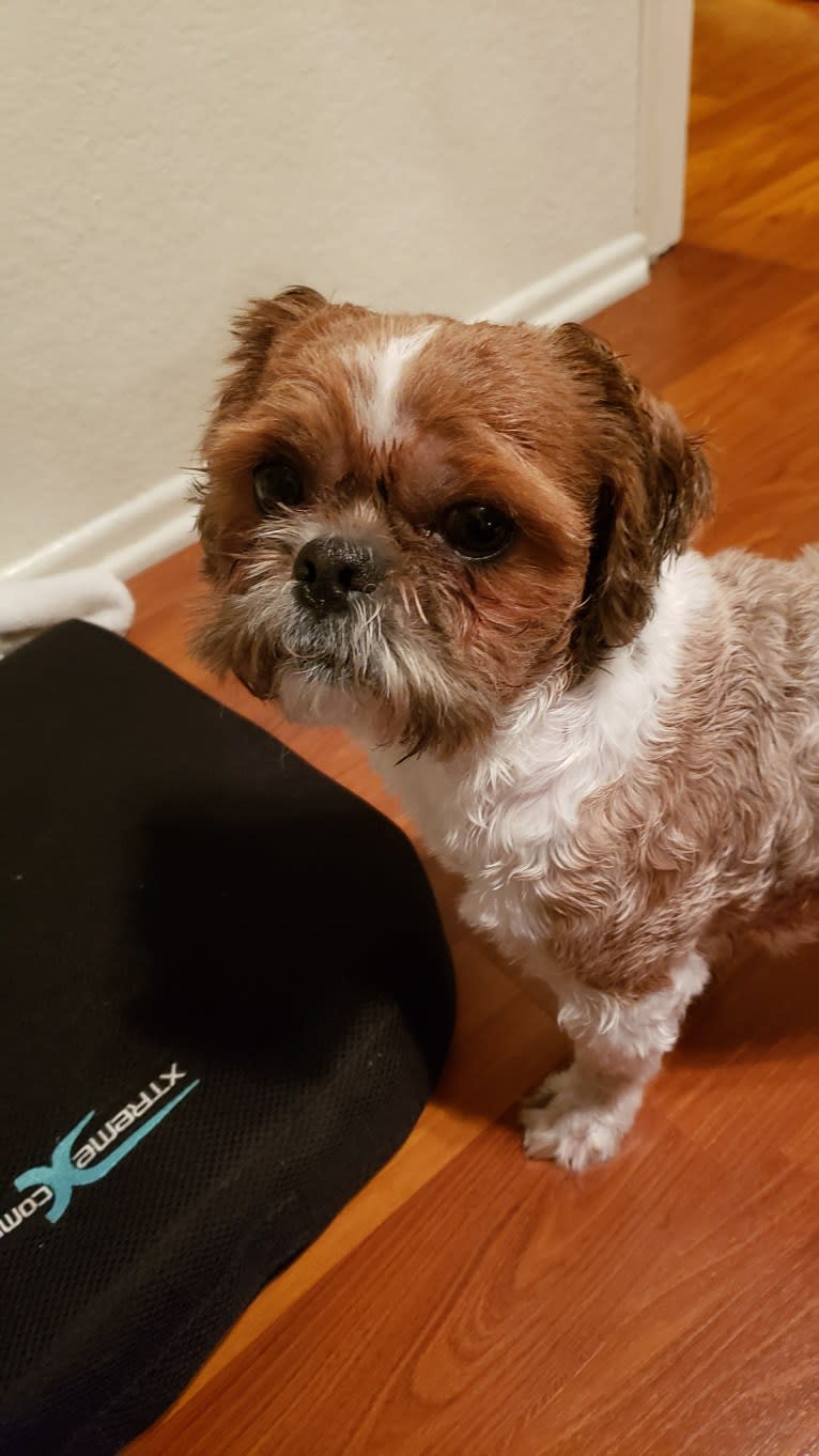 Papas, a Shih Tzu tested with EmbarkVet.com