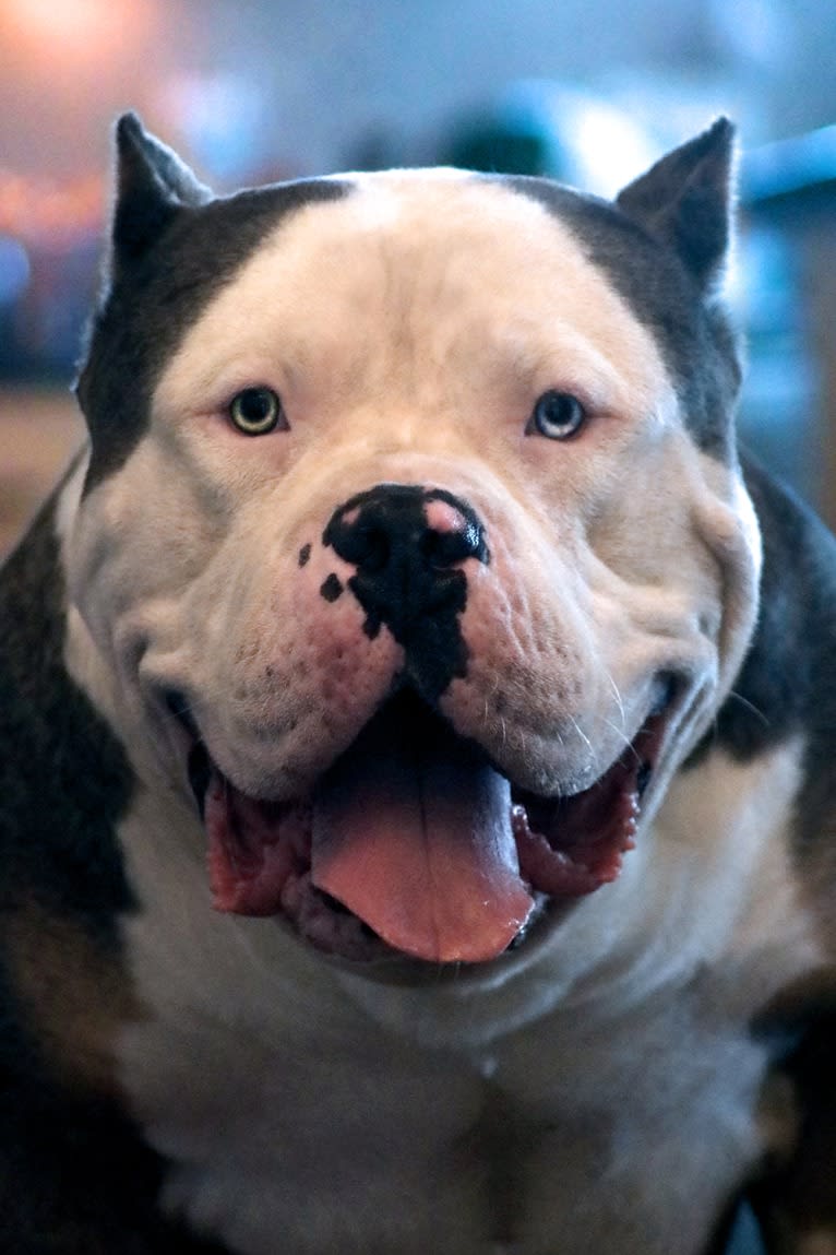 Morpheus, an American Bully tested with EmbarkVet.com