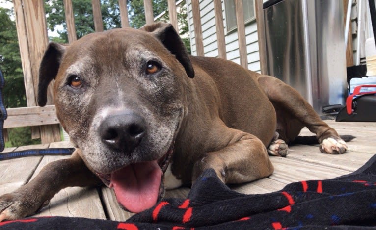 Bronson, an American Pit Bull Terrier tested with EmbarkVet.com