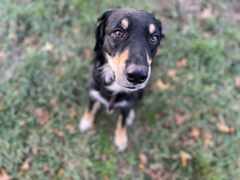 Cashew, a Border Collie and Labrador Retriever mix tested with EmbarkVet.com