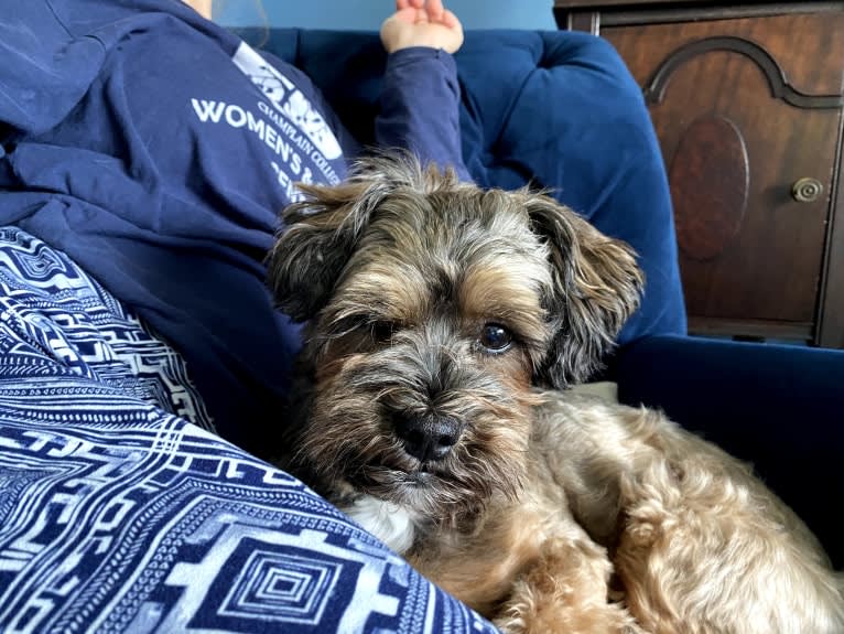 Dakota, a Shihpoo tested with EmbarkVet.com