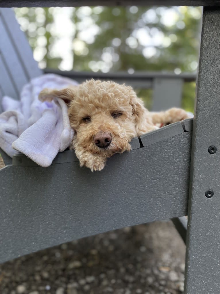 Cocomelon, a Poodle (Small) and Lhasa Apso mix tested with EmbarkVet.com