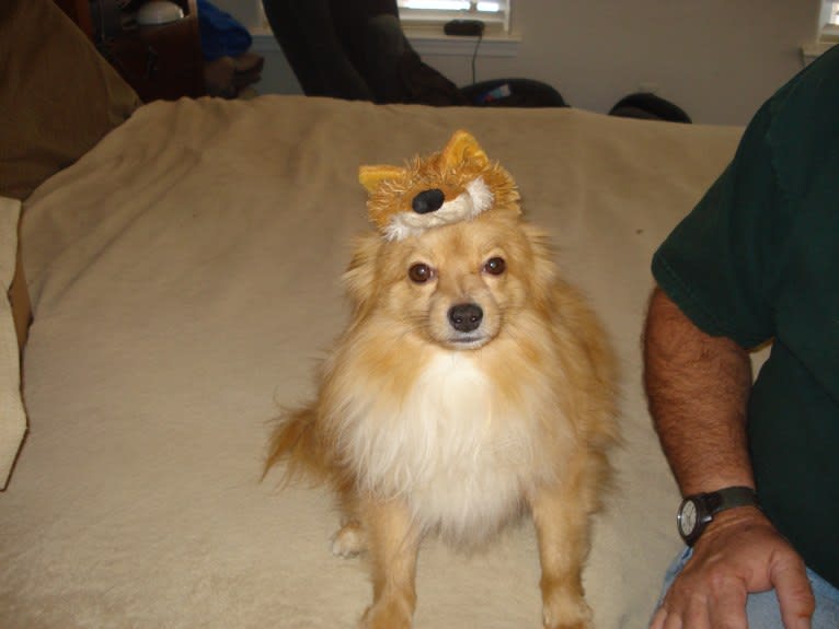 Teddy, a Pomchi (8.9% unresolved) tested with EmbarkVet.com