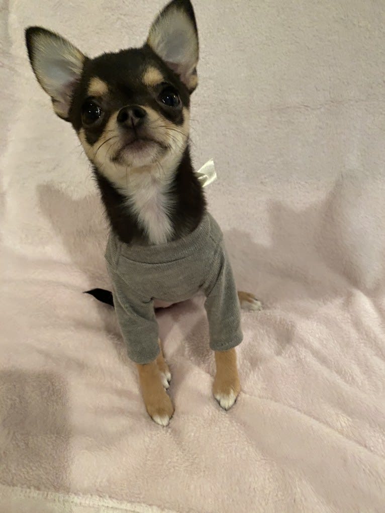 Alli-Mae, a Chihuahua tested with EmbarkVet.com