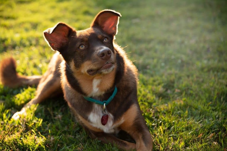 Odin, a Norwegian Elkhound and Miniature/MAS-type Australian Shepherd mix tested with EmbarkVet.com