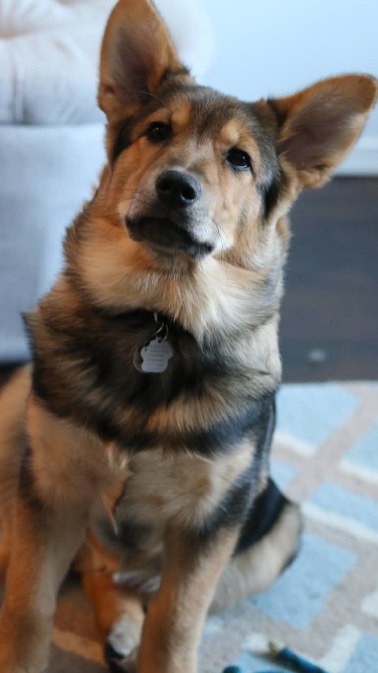 Tuukka, a Siberian Husky and German Shepherd Dog mix tested with EmbarkVet.com