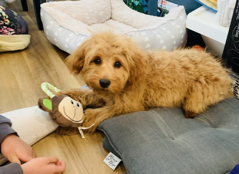 Cocoa, a Labradoodle tested with EmbarkVet.com