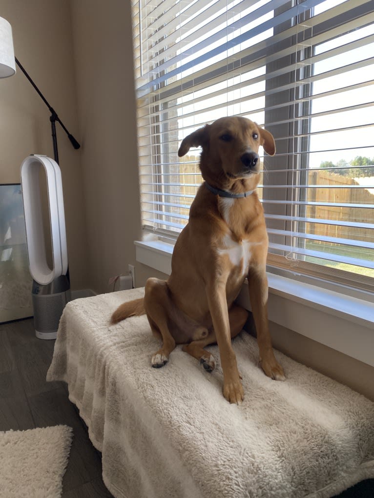 Sparky, an Australian Cattle Dog and Treeing Walker Coonhound mix tested with EmbarkVet.com