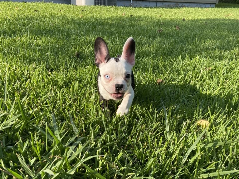 Luna, a French Bulldog and Boston Terrier mix tested with EmbarkVet.com