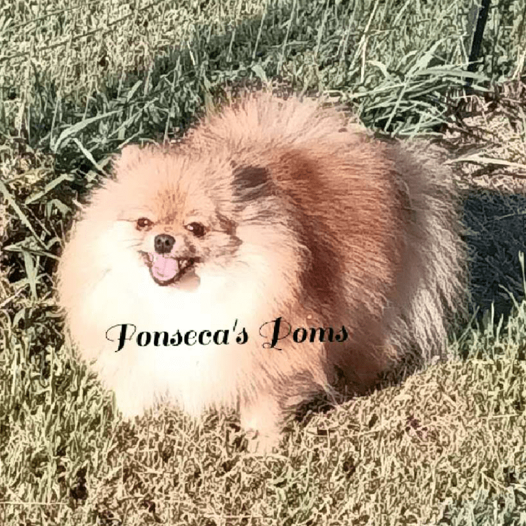 Hope, a Pomeranian tested with EmbarkVet.com