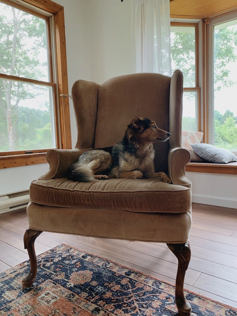 Joon, a Shetland Sheepdog and Australian Cattle Dog mix tested with EmbarkVet.com