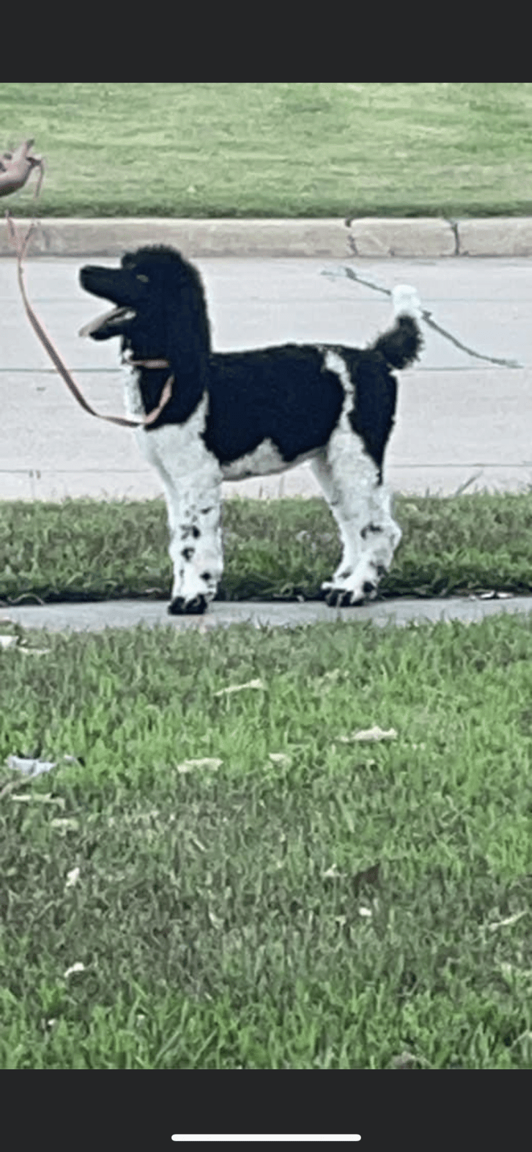 Lettie, a Poodle (Standard) tested with EmbarkVet.com