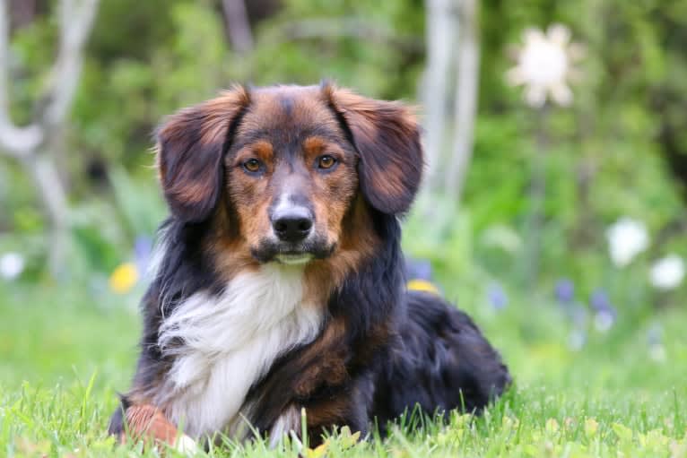 Burley, an English Shepherd tested with EmbarkVet.com