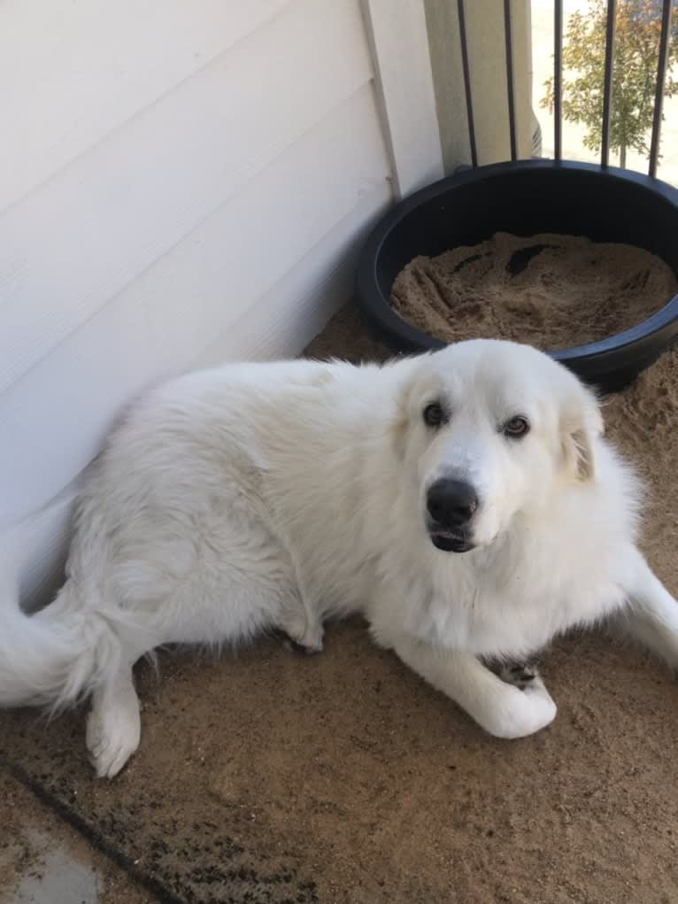 Looney “Chik’in Mini Bandit” Bear, a Great Pyrenees tested with EmbarkVet.com