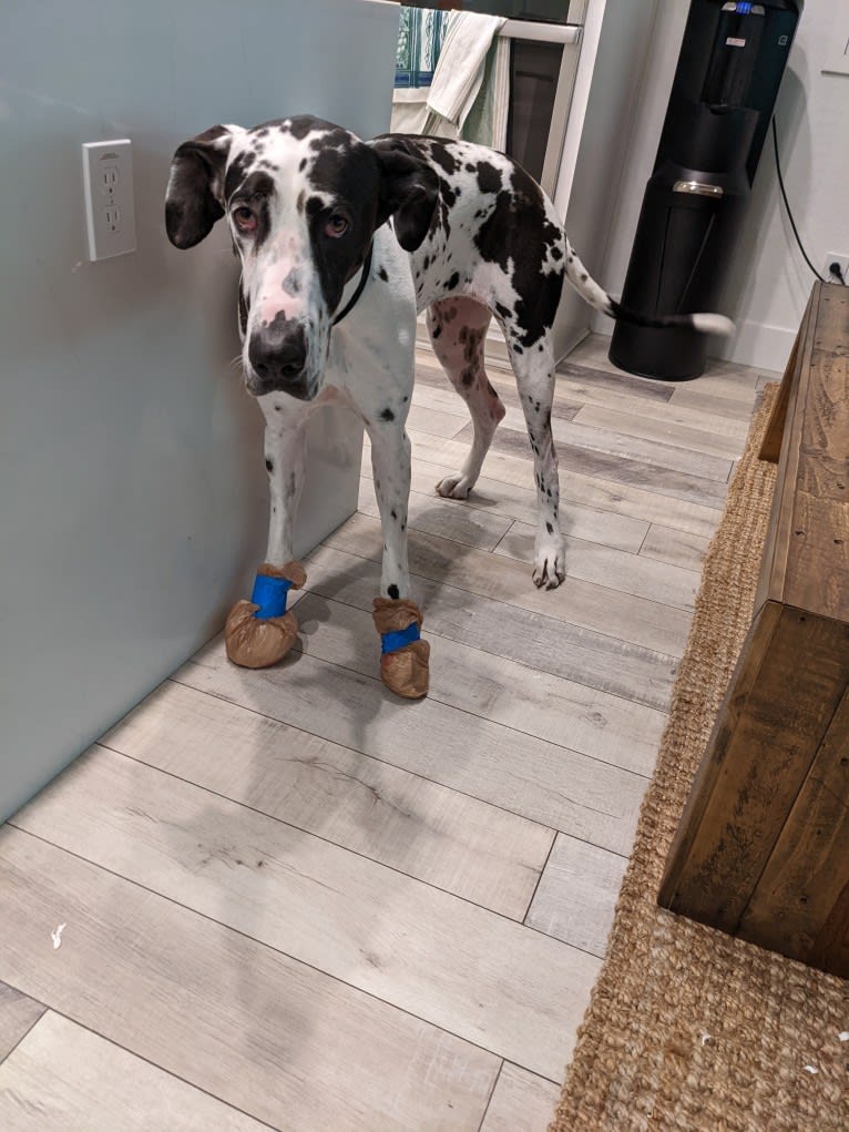 Sawyer, a Great Dane tested with EmbarkVet.com