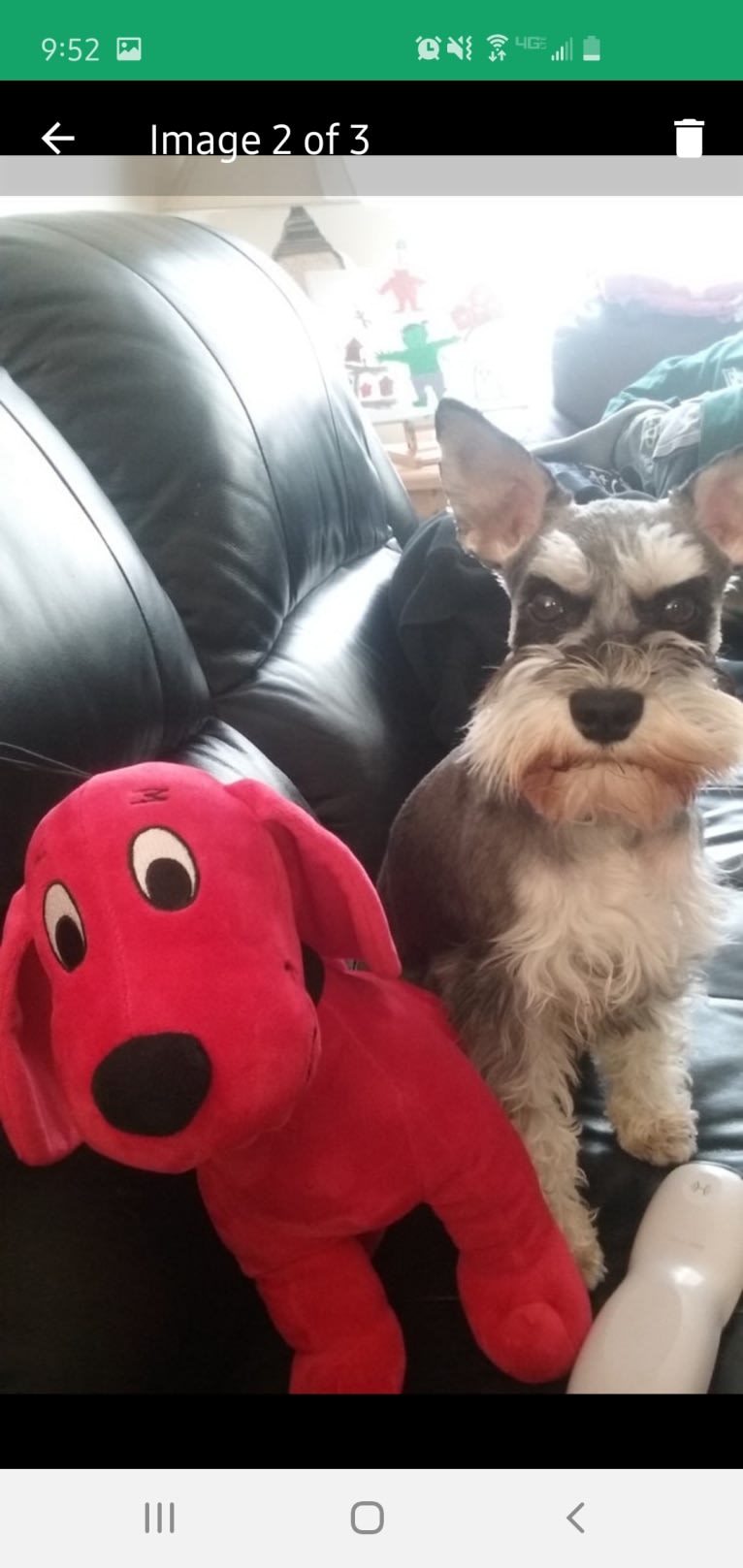 Sawyer, a Miniature Schnauzer tested with EmbarkVet.com