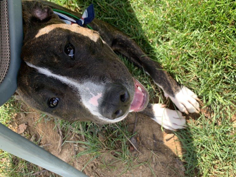 Chidi Buddy, an American Bully tested with EmbarkVet.com