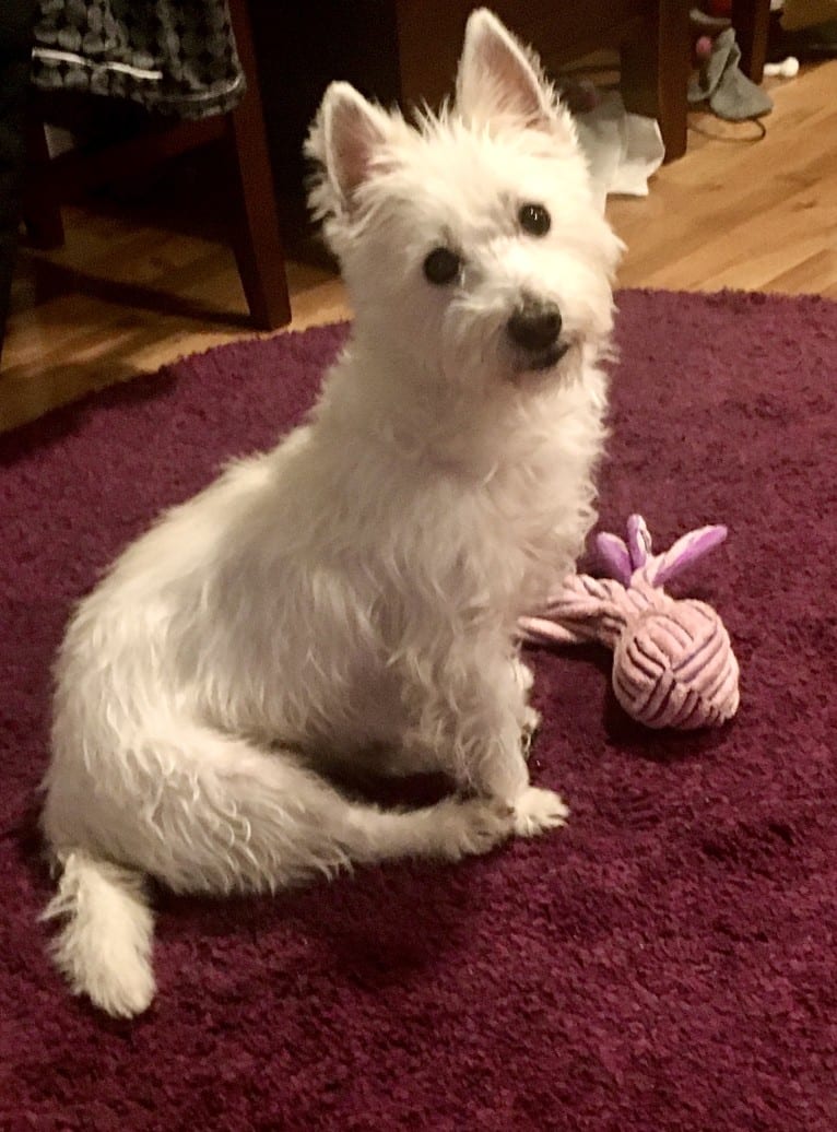 Macy Doom, a West Highland White Terrier tested with EmbarkVet.com