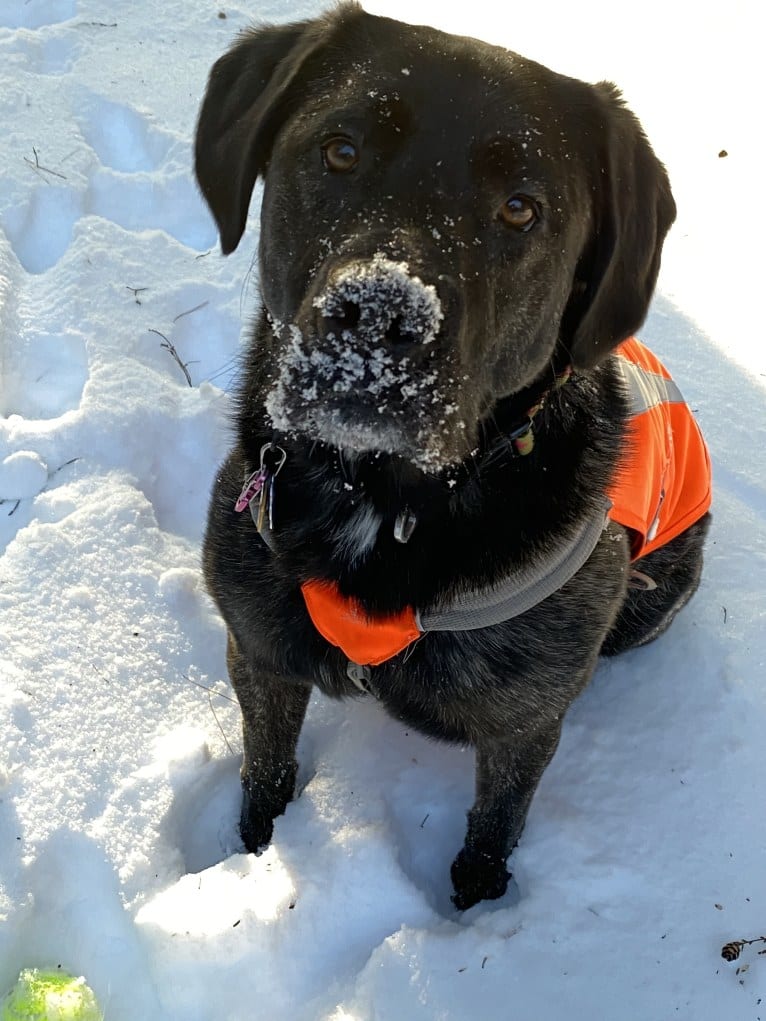 Ula, a Labrador Retriever and Saint Bernard mix tested with EmbarkVet.com