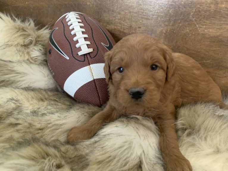 Gray Collar, a Goldendoodle tested with EmbarkVet.com