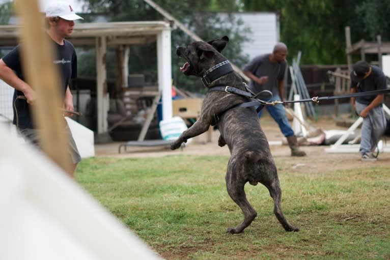 Artie, a Cane Corso tested with EmbarkVet.com