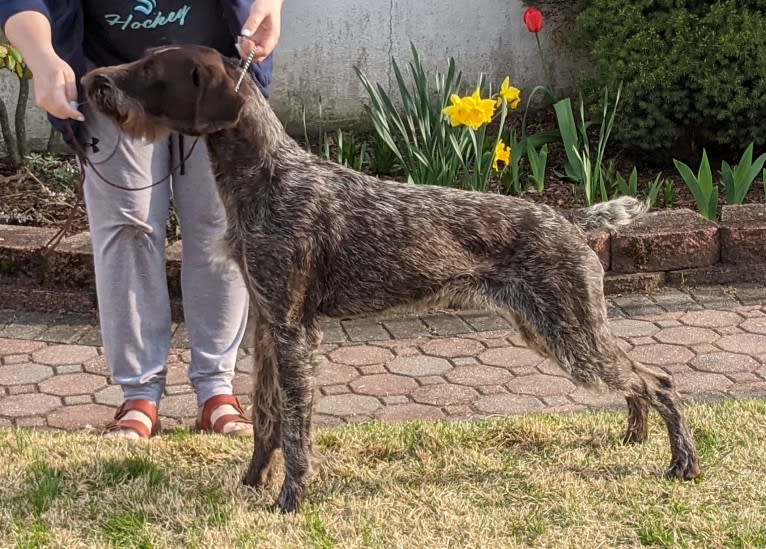 Sage, a German Wirehaired Pointer tested with EmbarkVet.com