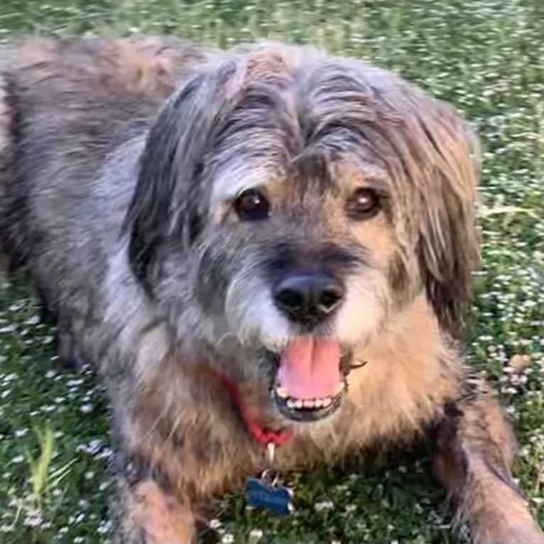 Fergus, a Rottweiler and Golden Retriever mix tested with EmbarkVet.com