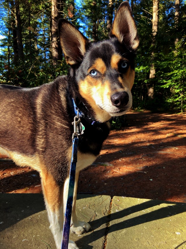 Milo, a Siberian Husky and Rat Terrier mix tested with EmbarkVet.com