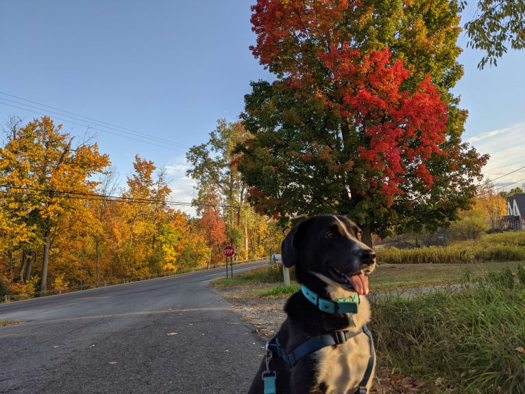 Kuiper, an American Foxhound and Siberian Husky mix tested with EmbarkVet.com