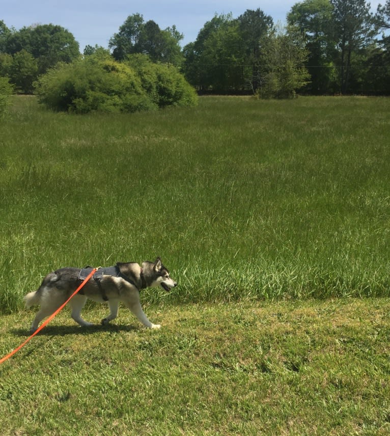 Flower, a Siberian Husky tested with EmbarkVet.com