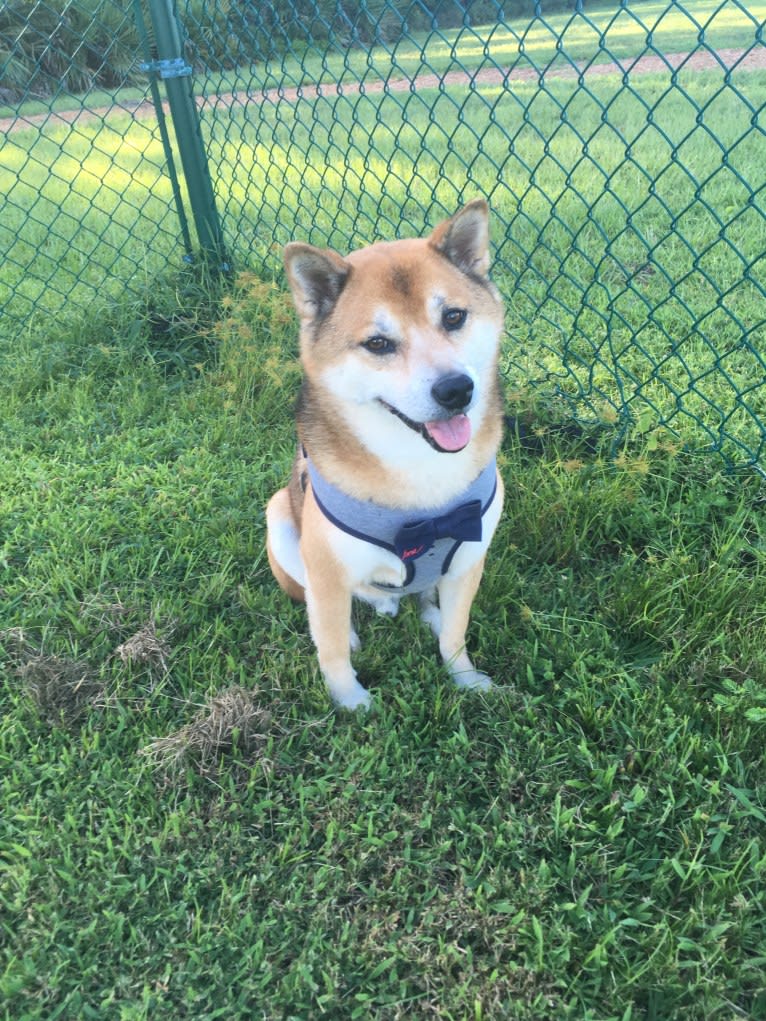 Tyler, a Shiba Inu tested with EmbarkVet.com