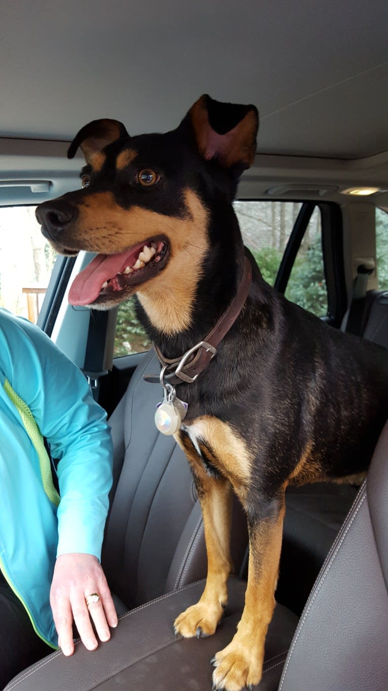 Enzo, a Miniature Pinscher and Border Collie mix tested with EmbarkVet.com