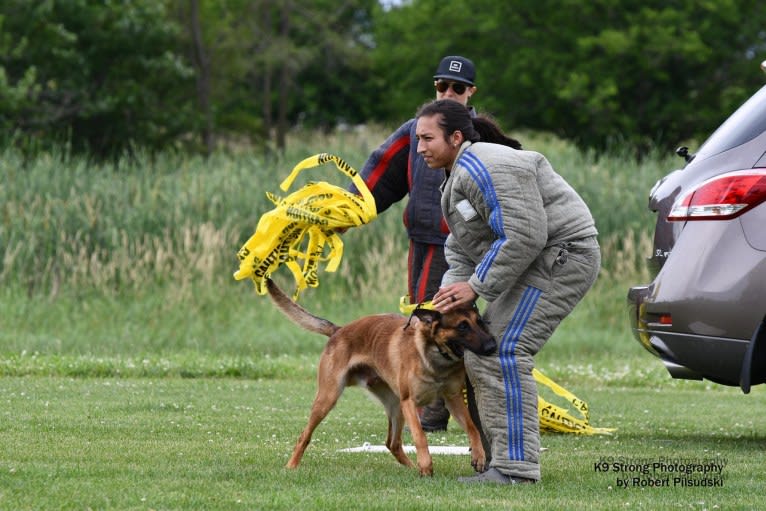 Uther, a Belgian Shepherd tested with EmbarkVet.com